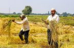 پایان برداشت خوشه‌های برنج در گیلان/افزایش ۱۵ درصدی محصول