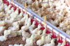 توزیع روزانه بیش از ۳۰۰ تن مرغ در گیلان/ هیچگونه کمبودی نداریم