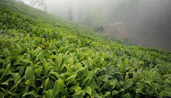 انعقاد قرارداد با کارخانه‌های فرآوری چای شمال کشور