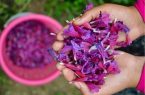آغاز برداشت گل گاوزبان در گیلان/ گیلان قطب تولید گل گاوزبان در کشور