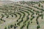 گیلانیان به نام خود درخت بکارند