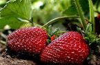 برداشت بیش از ۲ هزار تن توت فرنگی در گیلان