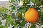 بهار نارنج، جشنواره‌ای برای کارآفرینی و هویت بخشی در کومله لنگرود(عکس خبری)