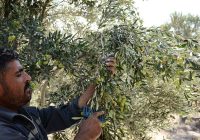 برداشت ۸۵ درصدی محصول زیتون از باغهای جنوب گیلان برداشت ۸۵ درصدی محصول زیتون از باغهای جنوب گیلان