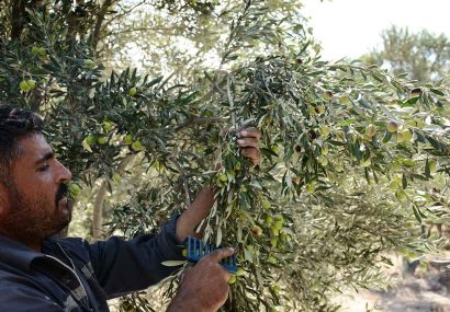 برداشت ۸۵ درصدی محصول زیتون از باغهای جنوب گیلان