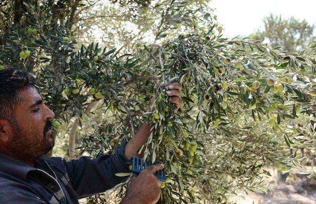 برداشت ۸۵ درصدی محصول زیتون از باغهای جنوب گیلان