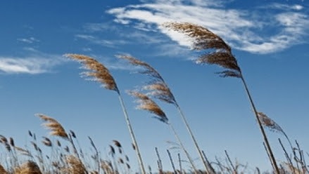 بادگرم شدید در راه گیلان