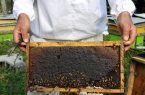 پیش بینی برداشت ۶ هزار تن عسل در گیلان