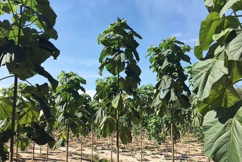 جریمه صد میلیونی کاشت گونه مهاجم پائولونیا در رودسر