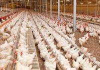 افزایش ۱۷ درصدی جوجه ریزی در واحد‌های نیمچه گوشتی گیلان