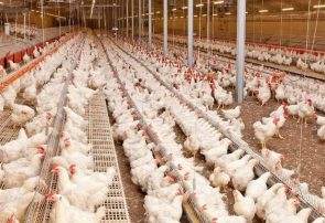 افزایش ۱۷ درصدی جوجه ریزی در واحد‌های نیمچه گوشتی گیلان