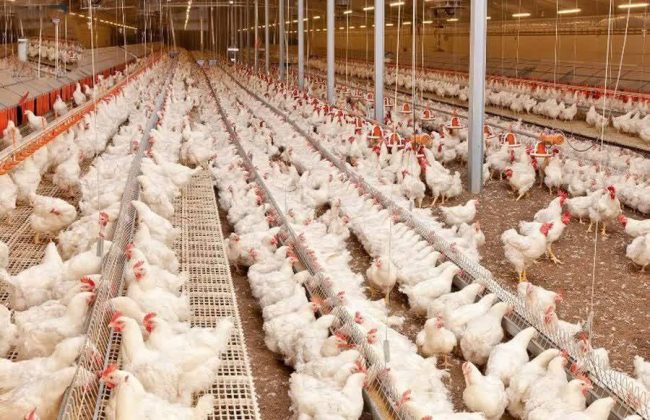 افزایش ۱۷ درصدی جوجه ریزی در واحد‌های نیمچه گوشتی گیلان