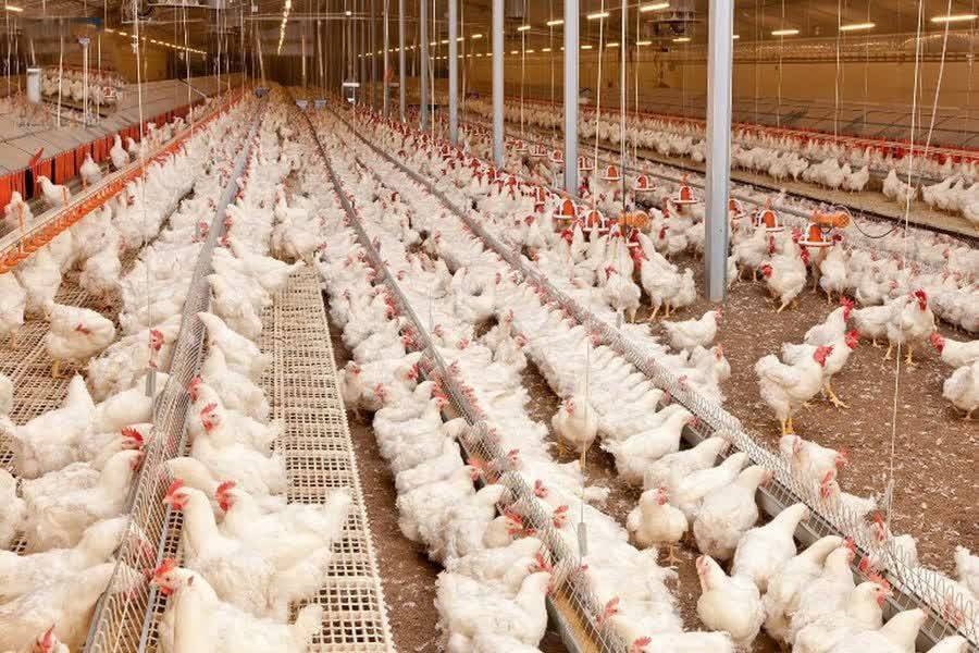 افزایش ۱۷ درصدی جوجه ریزی در واحد‌های نیمچه گوشتی گیلان