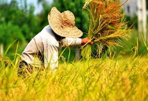 برداشت ۳۵ درصد شالیزار‌های گیلان
